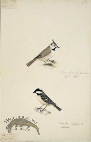113 Swedish Birds . Parus Cristatus, Crested Tit